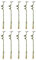 Bloomique - Lot de 10 - Dracaena Sanderiana - Lucky Bamboo - Lucky Bamboo - Plantes d'intérieur - Purificateur d'air - Facile à entretenir - 40-50cm de Haut