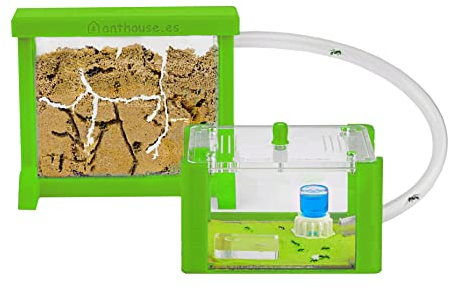 AntHouse - Natürliche Ameisenfarm aus Sand | 3D Basic Set (Sandwich + Futterbox) Grün | Inklusive Ameisen