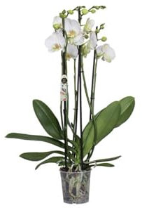 Sehr schöne Orchidee/Phalaenopsis Nottingham Zimmerpflanze mit 5 Trieben echte Pflanze nicht KÜNSTLICH echte Zimmerpflanze ohne Topf