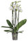 Sehr schöne Orchidee/Phalaenopsis Nottingham Zimmerpflanze mit 5 Trieben echte Pflanze nicht KÜNSTLICH echte Zimmerpflanze ohne Topf