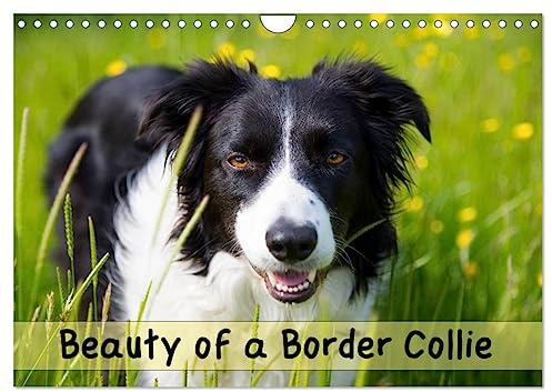 Beauty of a Border Collie (Wall Calendar 2026 DIN A4 Landscape), CALVENDO 12 Month Wall Calendar: Portraits of a beautiful Border Collie dog in various outdoor locations (CALVENDO Animals)