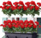 Weldomcor 6 Flores Artificiales, Flores de Geranios de Seda con Hojas Verdes, Ramo de Geranios Falsa Realista para jardín, hogar, Oficina, Fiesta, Boda, decoración de Centro de Mesa (Rojo)