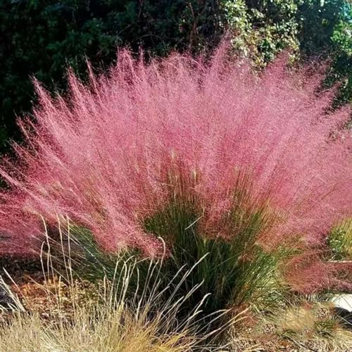 400 pcs ziergras samen winterhart mehrjährig ziergräser deko wohnzimmer modern Muhlenbergia capillaris, indoor garten zimmerbonsai bonsai hochbeett zimmerpflanzen wenig