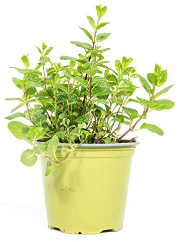 mgc24 Marokkanische Minze, echte frische Kräuter Pflanzen im 14cm Topf, Mentha spicata, Höhe ca. 10cm