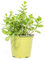 mgc24 Marokkanische Minze, echte frische Kräuter Pflanzen im 14cm Topf, Mentha spicata, Höhe ca. 10cm