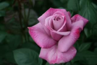 'My Lovely Dad' - Lilac Blooms with Purple Tones - Fragrant - Potted Rose