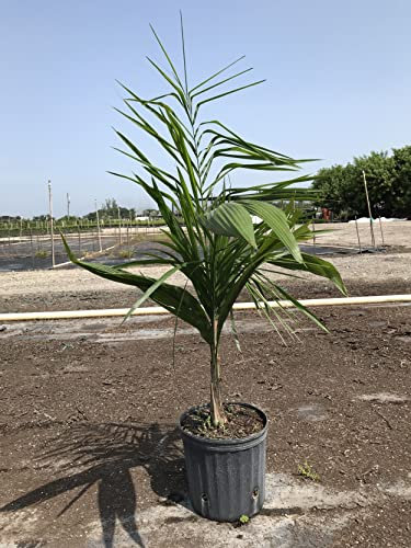 Syagrus Romanzoffiana Queen Palm Cocos Plumosa Arecastrum 10 oder 100 Semi (100)