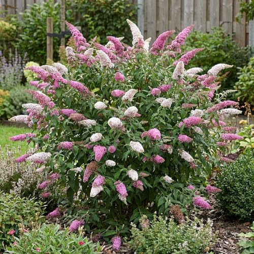 Bloomique - Buddleja Davidii Duo Pink White - Buddleja davidii - Piante da giardino - Resistenti - Altezza 30-40 cm - Vaso 17 cm