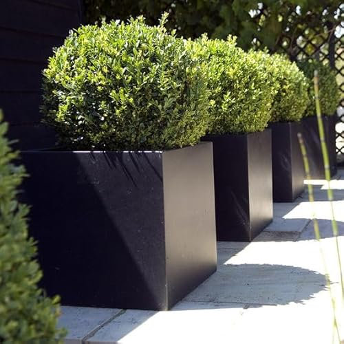 Bosso comune Buxus sempervirens pianta a palla da siepe in mastello ø40 cm Vivaio di Castelletto