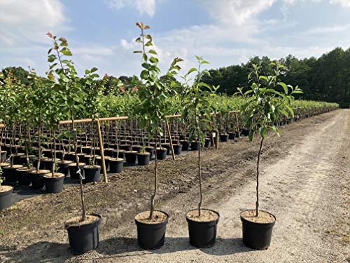 1 Apfelbaum Gravensteiner 120-150cm im großem Topf Apfelbaum Busch Obstbaum Apfel Malus domestica Baum Obst