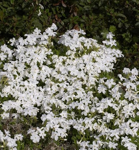 Niedrige Flammenblume May Breeze - Phlox divaricata - lebende Gartenpflanze aus den Baumschulen