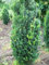 Becher Eibe Taxus media Hicksii 50-60 cm hoch mit Ballen