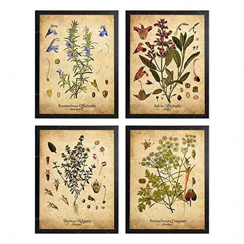 BYHGFDHJFZ Poster Botanico di Erbe Salvia Timo Prezzemolo Antico Botanico Erba Pianta Tela Pittura Wall Art Picture Stampa Cucina Decor-40x50cmx4 Senza Cornice
