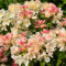 200 Pcs Rhododendron Samen, Bonsai Azalee Samen - Blumenwiese Samen, Steingartenpflanzen Winterhart Rhododendron Pflanze Samen, Gartenblumen, Zimmerpflanzen Samen Blumensamen Mehrjährig