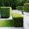 Semi di ligustro, piante da siepe di ligustro, Regali per gli amanti del giardino, in rapida crescita siepe, decorazione da giardino per esterno piante da appartamento, semi di piante 100pcs