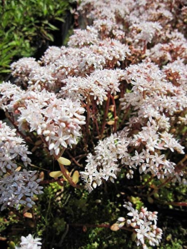 Fetthenne Coral Carpet - Mauerpfeffer - Sedum album Coral Carpet Stückzahl Rabatt Einzelpreis