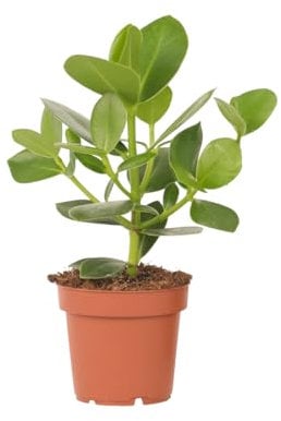 Plant in a Box - Clusia rosea 'Princesse' - Plante d'intérieur robuste - Feuilles vertes - Pot 12cm - Hauteur 25-35cm