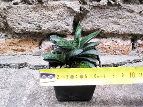 Gasteria pulchra caespitosa 6 cm, Kaktus, Sukkulente