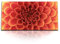 Paul Sinus Kunstdruck Bilder 120x60cm Dahlie Blume Blüte Nahaufnahme Rot
