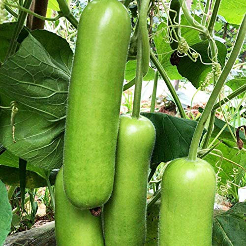 Benoon Semillas De Calabacín, 30 Piezas/Bolsa Semillas De Calabacín Plantas De Semillero De Hortalizas De Siembra En El Hogar Verde Sin OMG Para La Granja Semillas de calabacín
