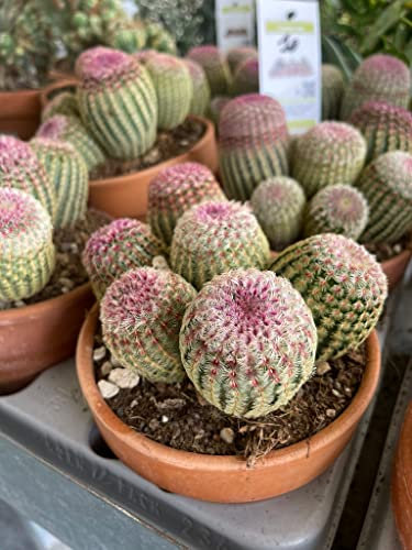 Echinocereus rigidissimus var. rubrispinus – pianta grassa vera da esterno, cactus arcobaleno, fiori rosa-rossi, pianta grassa vera, coltivazione facile, foto reali