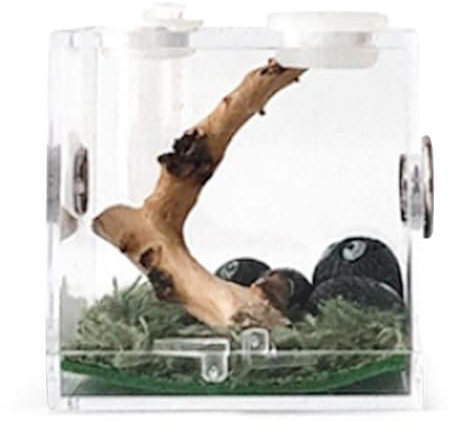 Jumping Spider Box Terrarium pour reptiles, enclos d'élevage de reptiles, boîte d'habitat d'araignées en acrylique avec trou d'alimentation, boîte de terrarium pour araignées, mille-pattes, grenouille