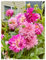 Bulbo Di Dalia,Bulbi Di Dalia Gigante,Fiori Grandi,Pianta A Bulbo,Pianta Perenne,Bulbo,Pianta Di Zinnia-2bulbi-D