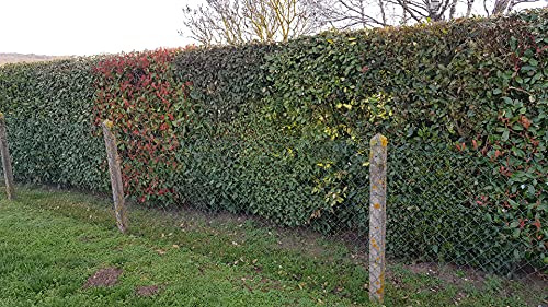 Kit haie persistante/Mélange de plante pour haie ne perdant pas son feuillage