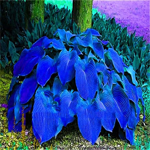 200 Pz Hosta Plantaginea Semi Fragrante Piantaggine Bonsai Pianta Casa Giardino Decor Semi per Giardino Piantare Semi di Hosta Plantaginea