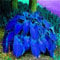 200 Pz Hosta Plantaginea Semi Fragrante Piantaggine Bonsai Pianta Casa Giardino Decor Semi per Giardino Piantare Semi di Hosta Plantaginea