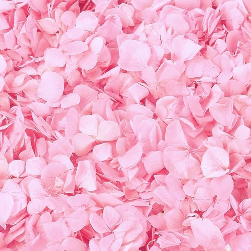 1500+ echte getrocknete rosa Hortensien-Blütenblätter, echte rosa