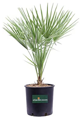 Pianta di Chamaerops Humilis Pianta di Palma di San Pietro palma di Chamaerops Humilis pianta da esterno palma in vaso pianta vera pianta ornamentale venduta da eGarden.store (Vaso 20 cm)