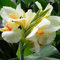 Canna Zwiebeln,Winterharte mehrjährig,Canna pflanzen für garten,Zierblumen,Canna pflanze Kaufen,indisches blumenrohr canna,seltene pflanzen,canna knollen,canna winterhart.-1zwiebeln-C