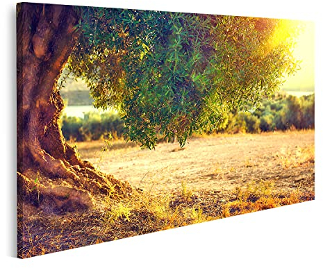 islandburner Bild auf Leinwand Olivenbäume Am Sonnenuntergang Mediterranen Wandbild Poster Kunstdruck Bilder