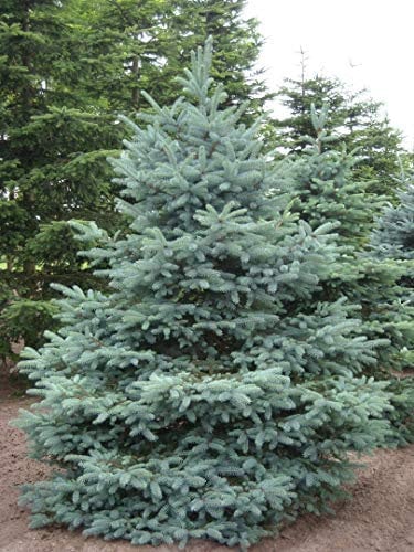 Abete argentato pino blu Picea pungens glauca Majestic Blue albero di Natale pianta in vaso ø 11 cm Vivaio di Castelletto