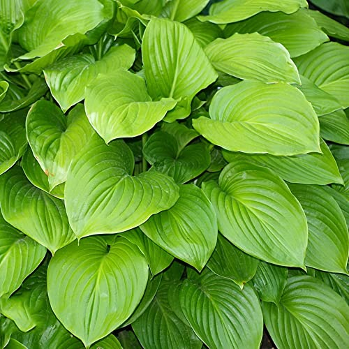 funkien kaufen samen - Hosta plantaginea - pflanzensamen kübelpflanzen winterhart mehrjährig kräuter küche bodendecker winterhart mehrjährig samen seltene pflanzen 100 Stück