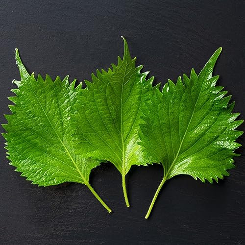 250 piezas de semillas de perilla shiso - hierbas de cocina semillas de vegetales planta salada Perilla frutescens - plantas de vegetales plantas jóvenes plantas de bañera resistentes