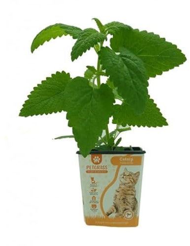 Nepeta Cataria Planta Natural con Propiedades Aromáticas - Hierba Gatera