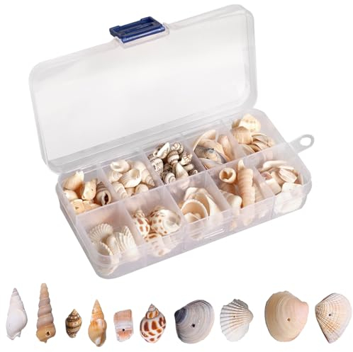 Fhioevt Muscheln Deko 10 Stile Muscheln zum Basteln Muscheln mit Loch Muschel Kleine Jakobsmuschel Miniatur Gemischte Muscheln Für Harz Kerze Basteln Hochzeitsdeko Aquarium (150-200)