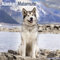 Alaskan Malamute 2025 - 16-Monatskalender: Original Avonside-Kalender [Mehrsprachig] [Kalender] (Wall-Kalender)