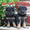 German Shepherd Puppies 2021 Calendar