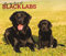 For the Love of Black Labrador Retrievers | 2024 14 x 24 Inch Monthly Deluxe Wall Calendar | Foil Stamped Cover | BrownTrout | Animal Dog Breeds