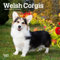 Welsh Corgis | 2025 7 x 14 Inch Monthly Mini Wall Calendar | Plastic-Free | BrownTrout | Animals Dog Breeds