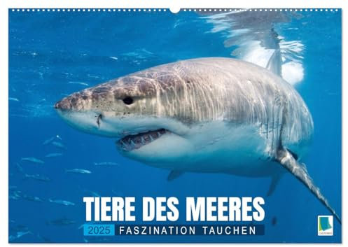Tiere des Meeres: Faszination Tauchen (Wandkalender 2025 DIN A2 quer), CALVENDO Monatskalender