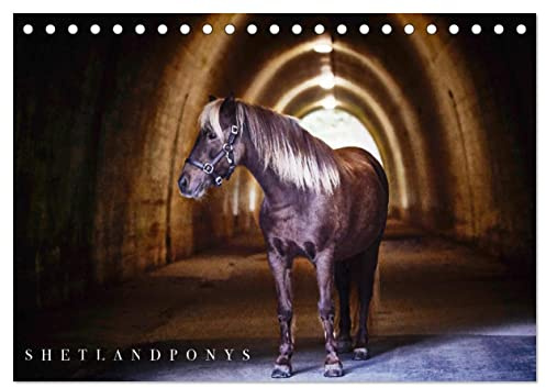 Shetlandpony Kalender (Tischkalender 2026 DIN A5 quer), CALVENDO Monatskalender: Monatskalender, 14 Seiten (CALVENDO Tiere)