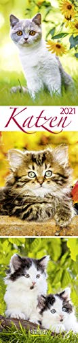 Katzen Langplaner 2021