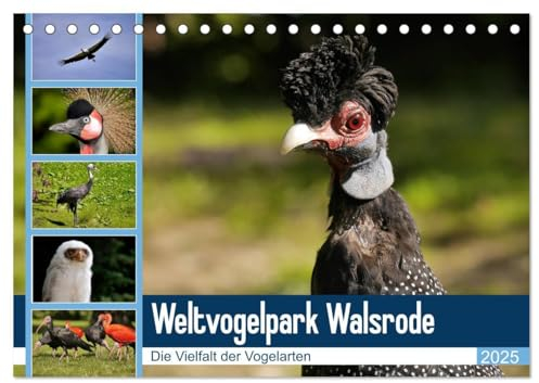 Weltvogelpark Walsrode - Die Vielfalt der Vogelarten (Tischkalender 2025 DIN A5 quer), CALVENDO Monatskalender