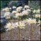 Spinnenlilie zwiebeln,winterhart mehrjährig,pflegeleicht,duftende,schöne,hat einen hohen gärtnerischen Wert,lycoris blume,ein bezauberndes Aroma,gesunde Zwiebeln,lycoris radiata.-8zwiebeln-C