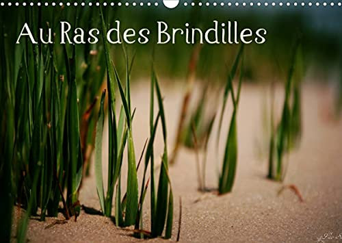 Au Ras des Brindilles (Calendrier mural 2022 DIN A3 horizontal): L'objectif au milieu des herbes (Calendrier mensuel, 14 Pages )