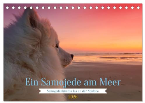 Ein Samojede am Meer (Tischkalender 2026 DIN A5 quer), CALVENDO Monatskalender: Samojeden - Die freundlichen Schlittenhunde aus dem Norden (CALVENDO Tiere)